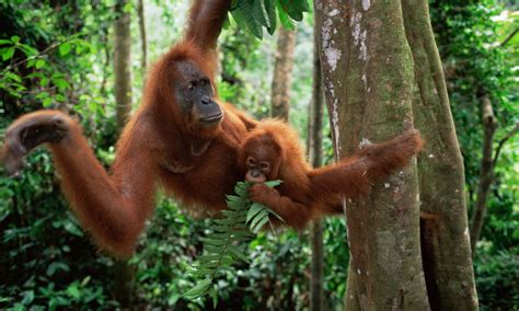 Living among the trees: Five animals that depend on .